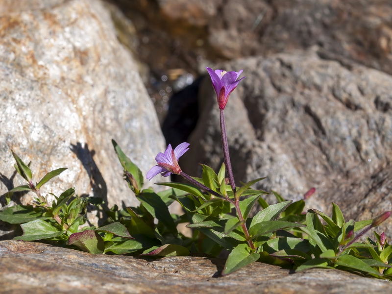 Epilobium anagallidifolium.02