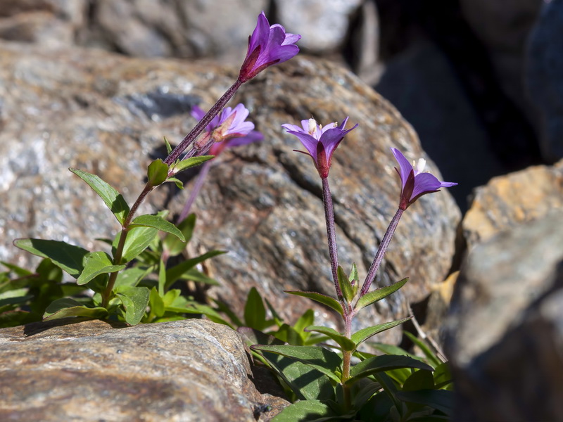 Epilobium anagallidifolium.03