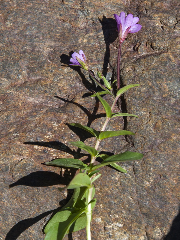 Epilobium anagallidifolium.04