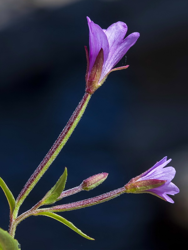 Epilobium anagallidifolium.05
