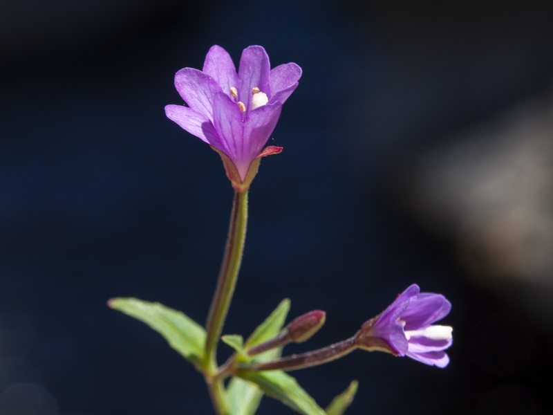 Epilobium anagallidifolium.06