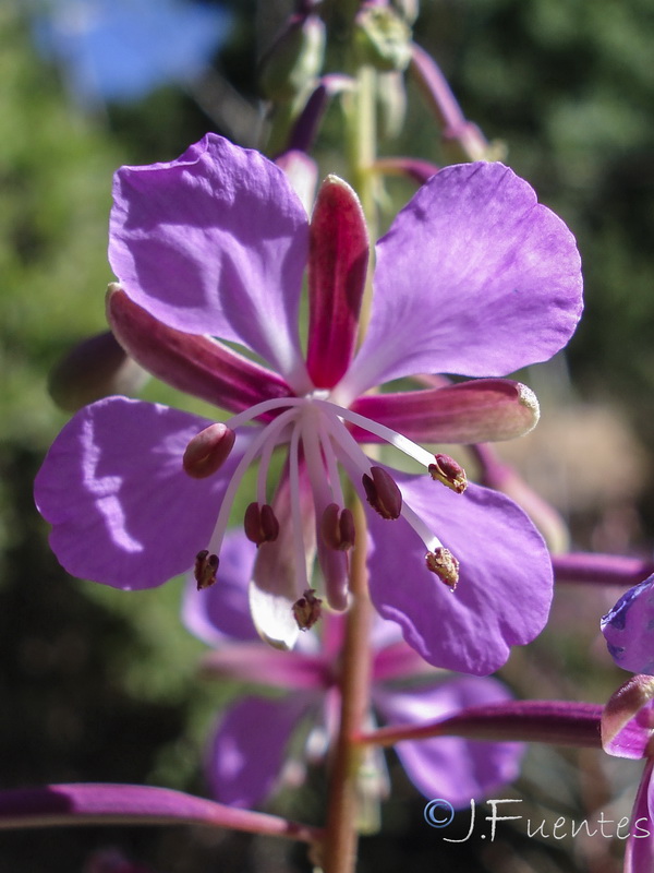 Epilobium angustifolium.08