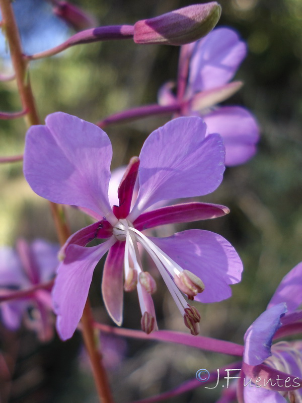 Epilobium angustifolium.09