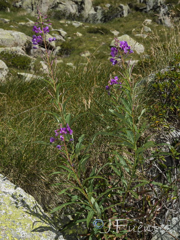 Epilobium angustifolium.11