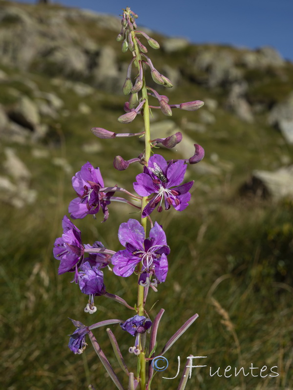 Epilobium angustifolium.12