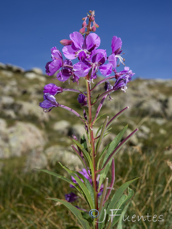 Epilobium angustifolium.13