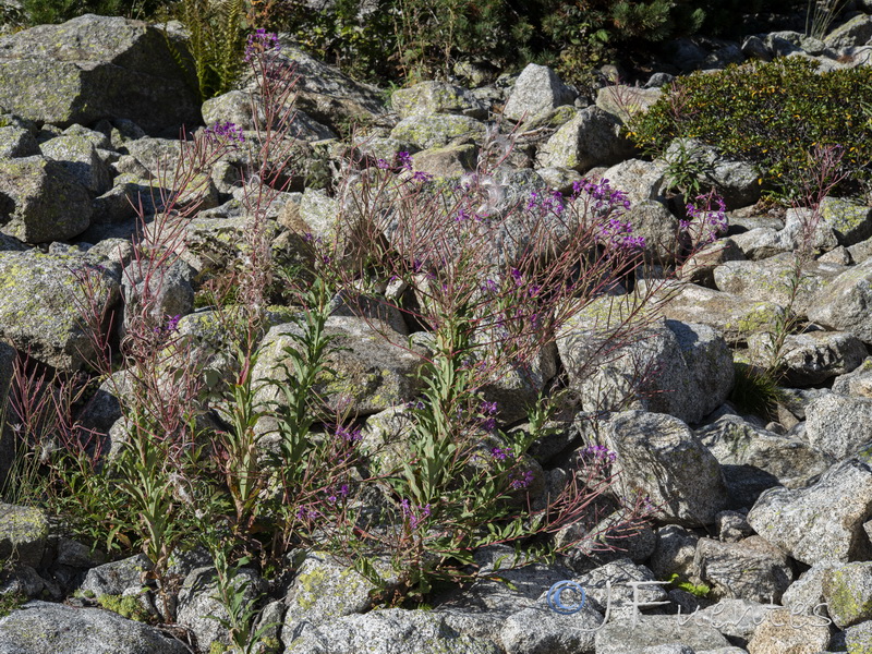 Epilobium angustifolium.02