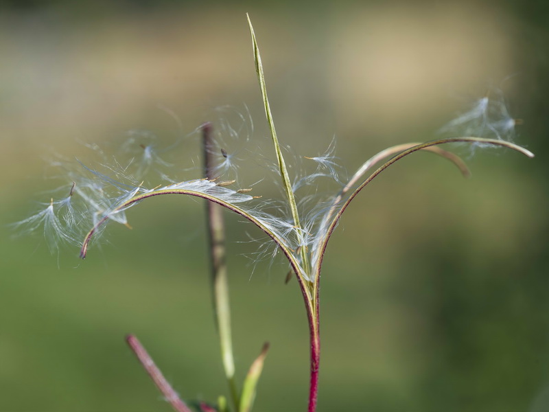 Epilobium atlanticum.04