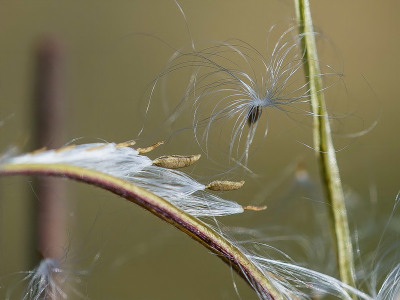 Epilobium atlanticum.05