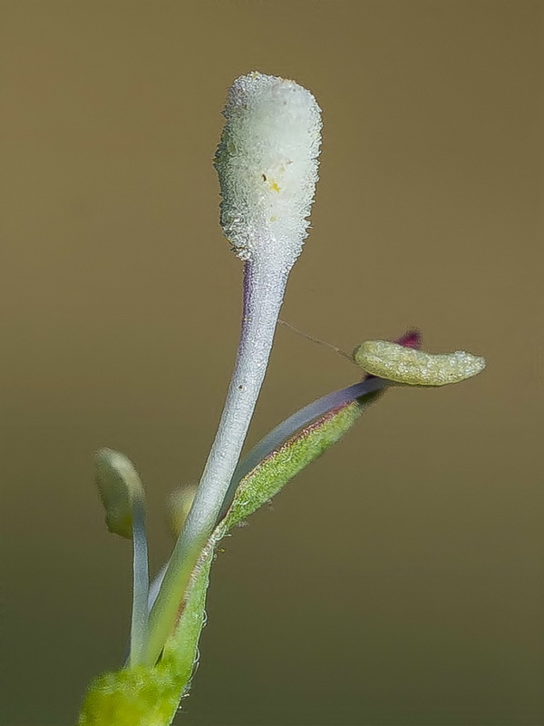 Epilobium atlanticum.06