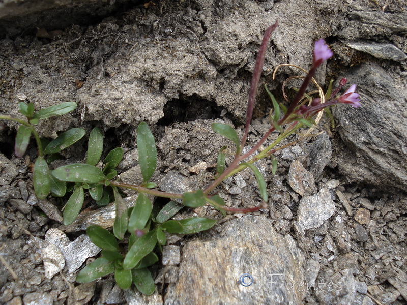 Epilobium atlanticum.14