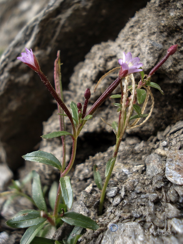 Epilobium atlanticum.15