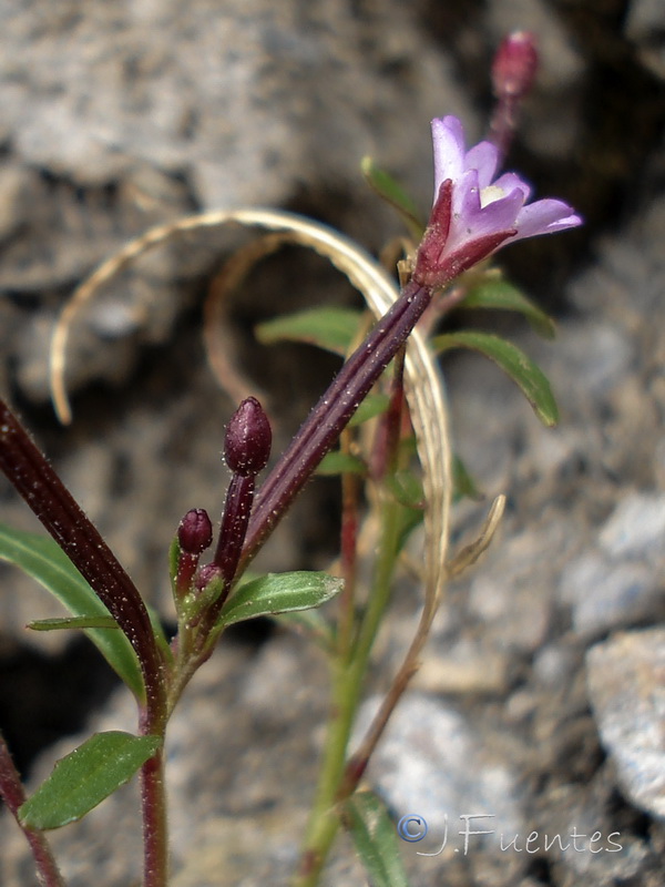 Epilobium atlanticum.16