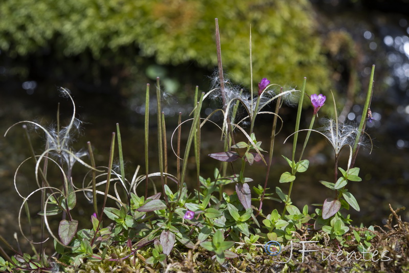Epilobium atlanticum.17
