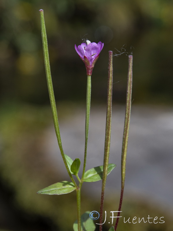 Epilobium atlanticum.18