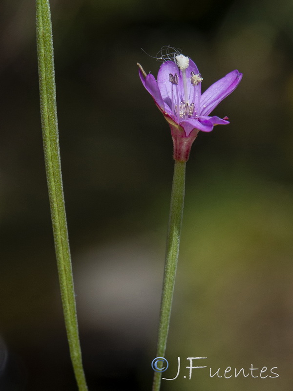 Epilobium atlanticum.20