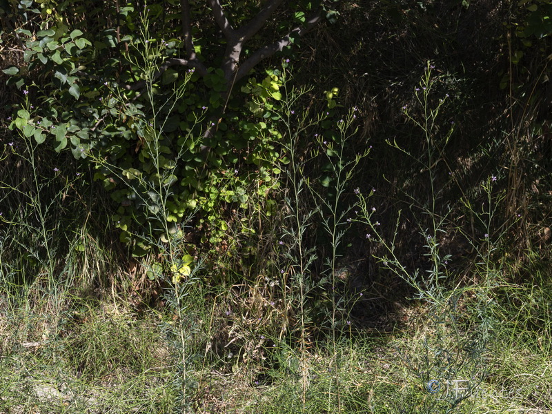Epilobium brachycarpum.03