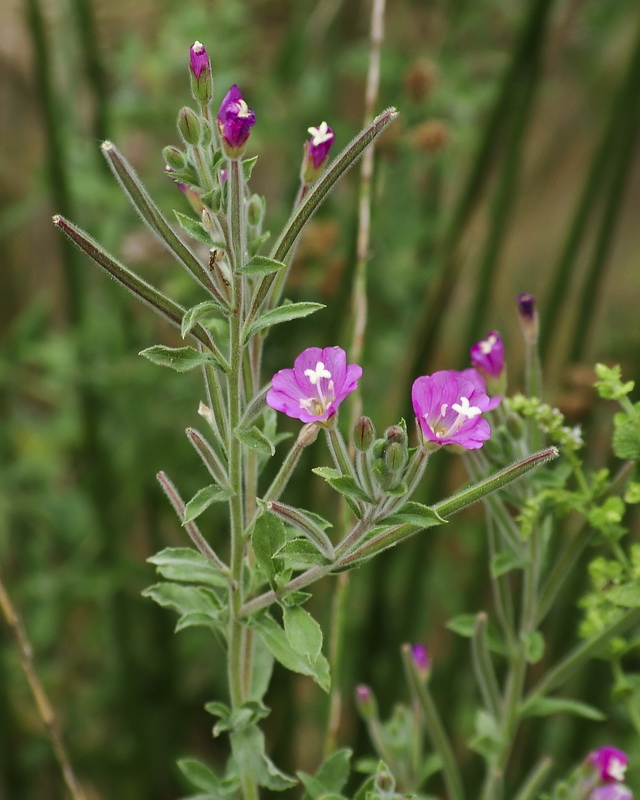 Epilobium hirsutum.01
