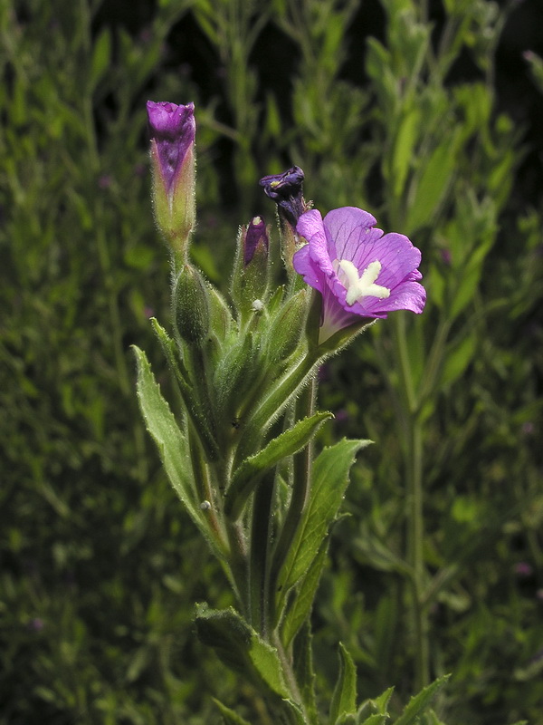 Epilobium hirsutum.02