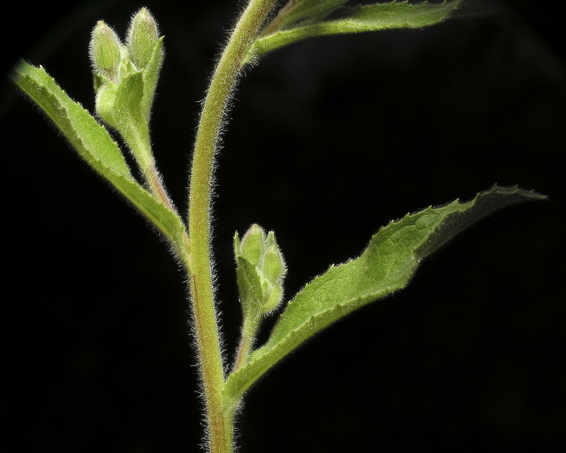 Epilobium hirsutum.04