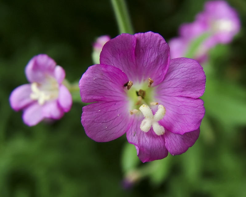 Epilobium hirsutum.06