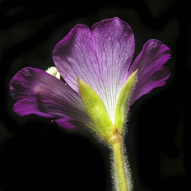 Epilobium hirsutum.08