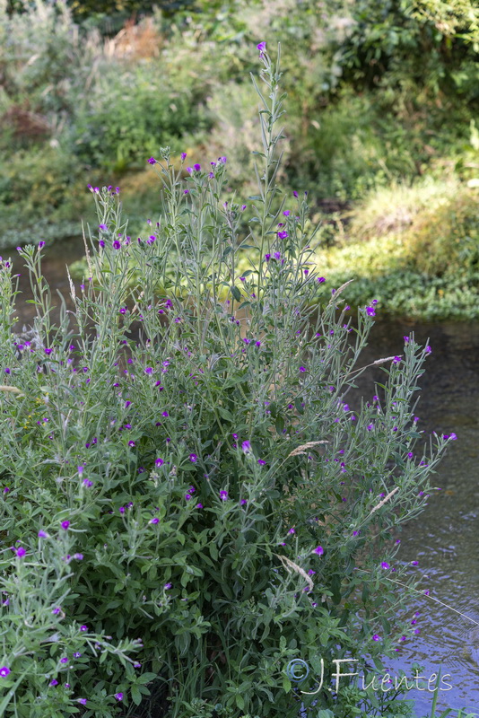 Epilobium hirsutum.12