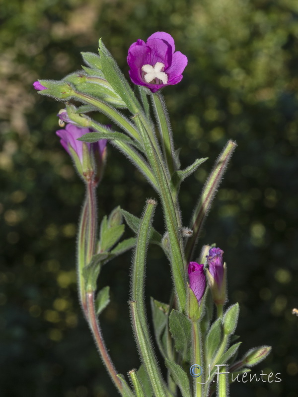 Epilobium hirsutum.13