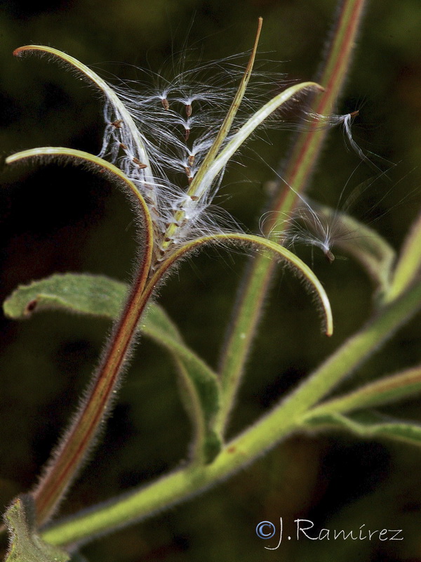 Epilobium hirsutum.15