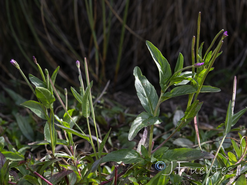 Epilobium obscurum.19