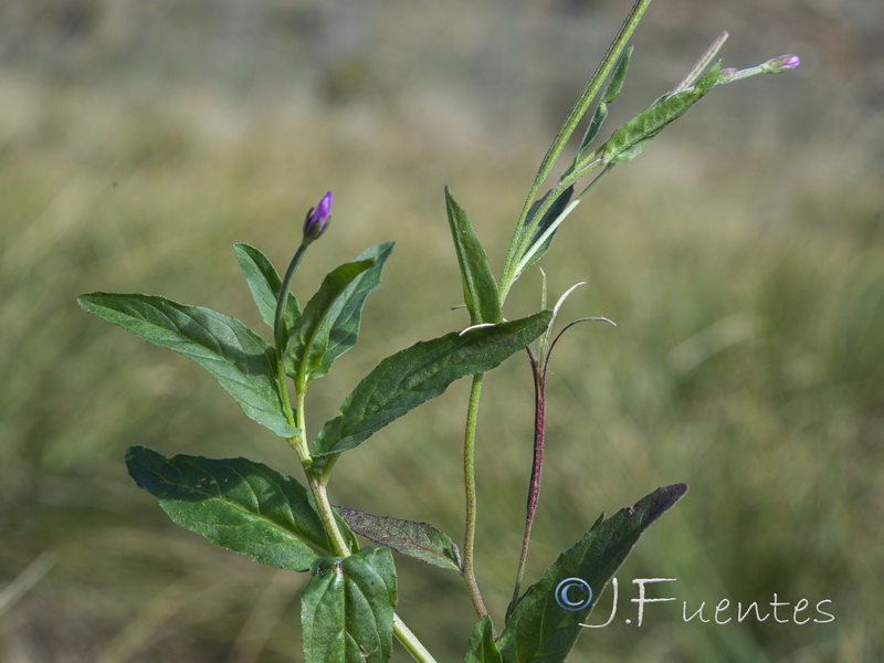 Epilobium obscurum.20