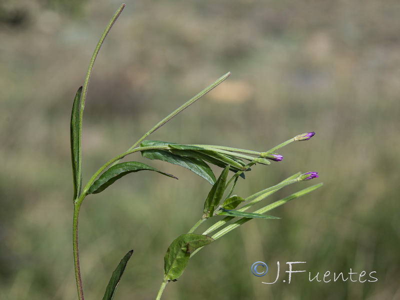 Epilobium obscurum.21