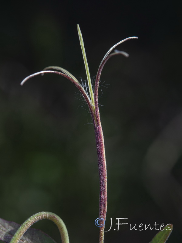 Epilobium obscurum.23