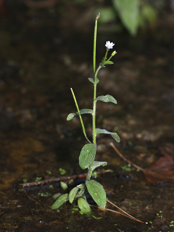 Epilobium parviflorum.01