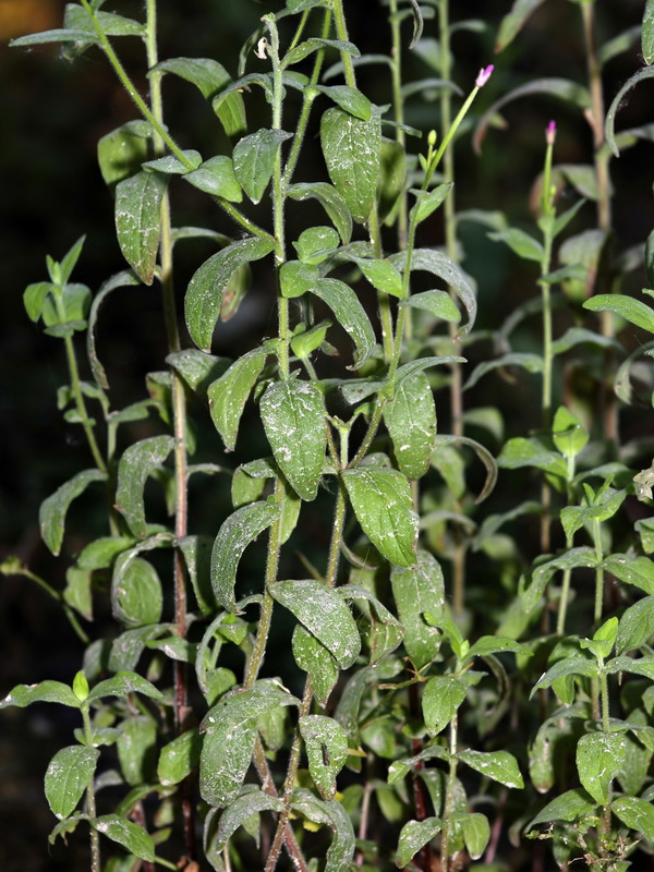 Epilobium parviflorum.02
