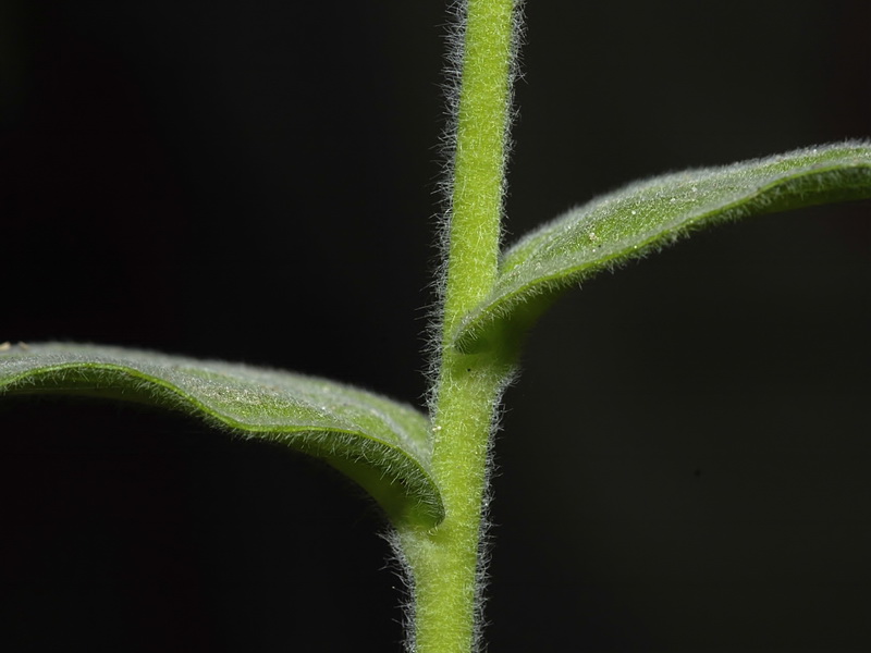 Epilobium parviflorum.04