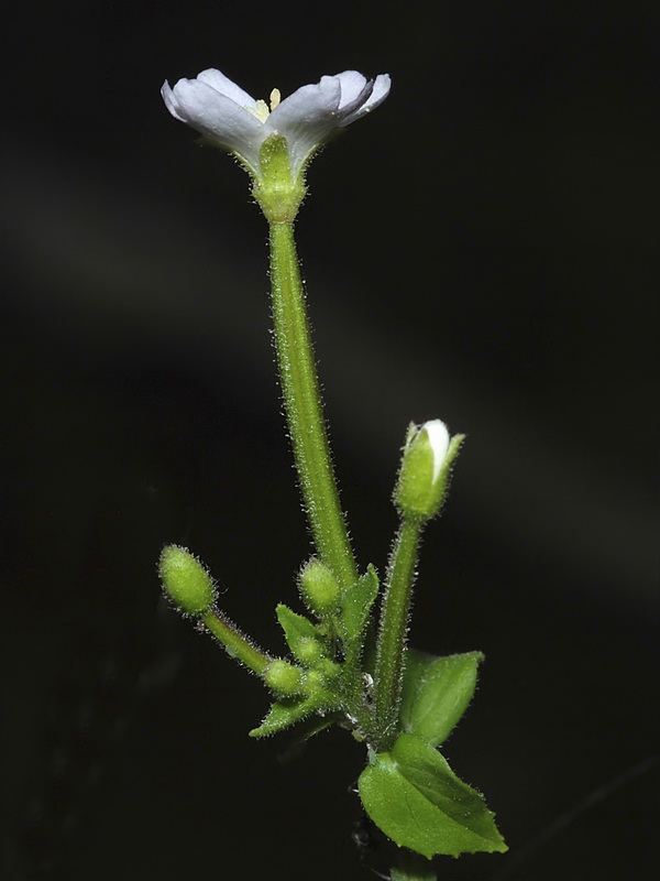 Epilobium parviflorum.05