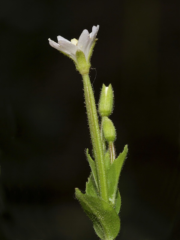 Epilobium parviflorum.06