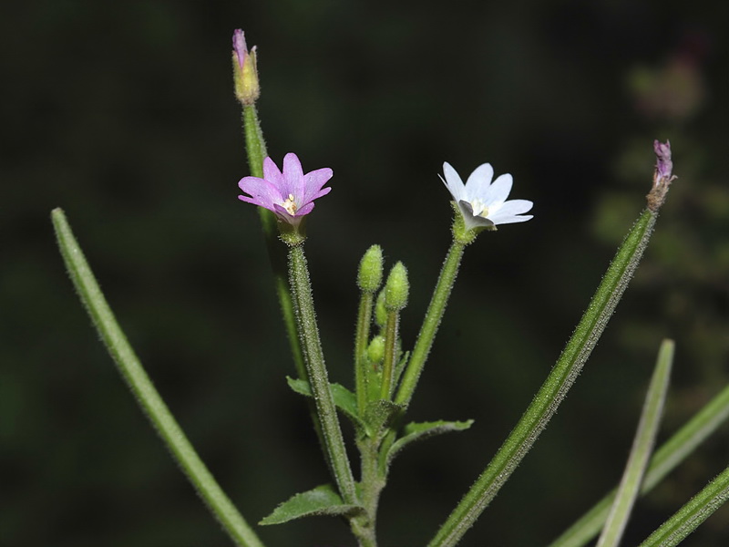 Epilobium parviflorum.09