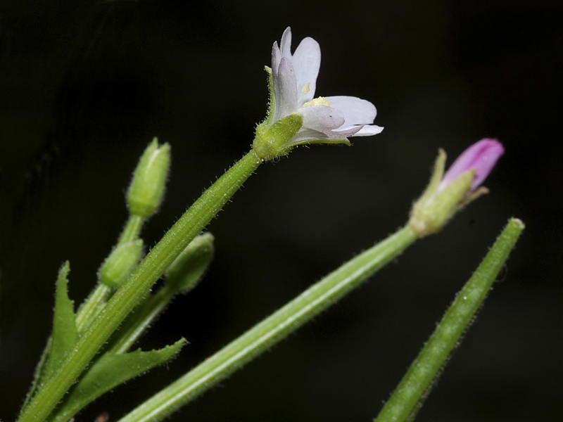 Epilobium parviflorum.12