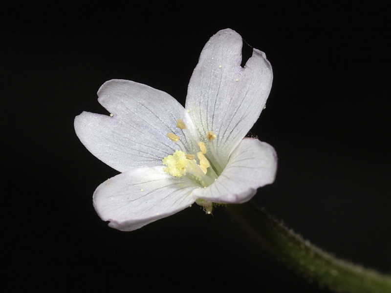 Epilobium parviflorum.16