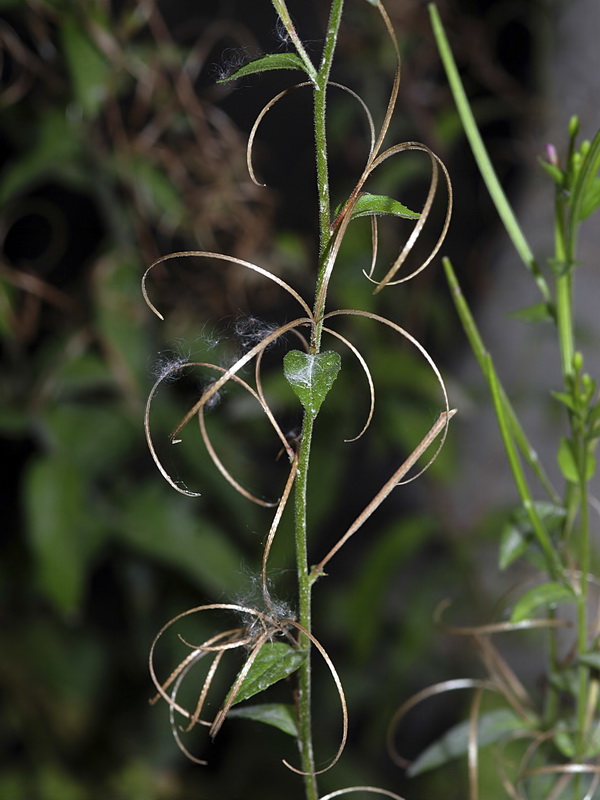 Epilobium parviflorum.17