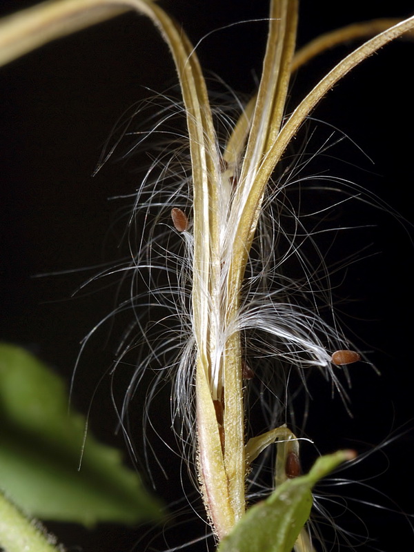 Epilobium parviflorum.18
