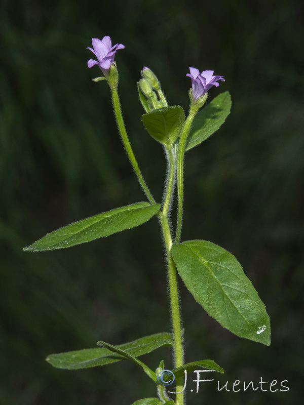 Epilobium parviflorum.20