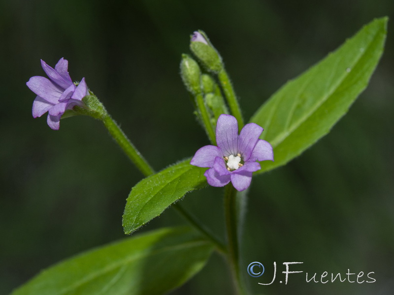 Epilobium parviflorum.21