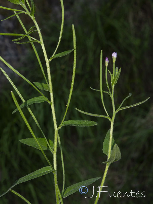Epilobium parviflorum.22
