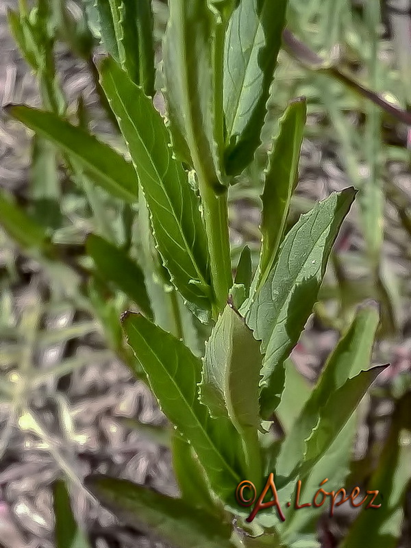 Epilobium tetragonum tetragonum.02