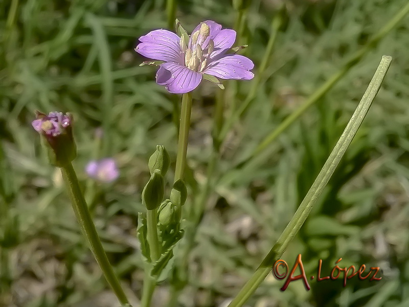 Epilobium tetragonum tetragonum.03