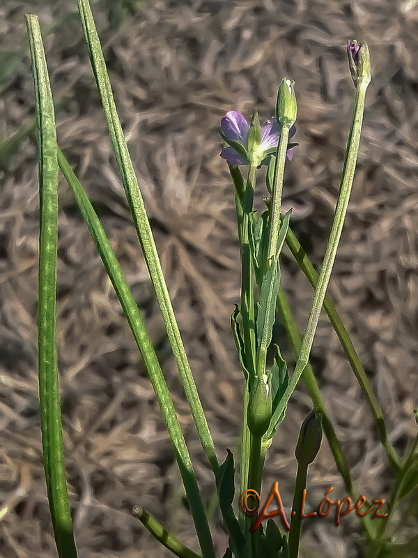 Epilobium tetragonum tetragonum.06