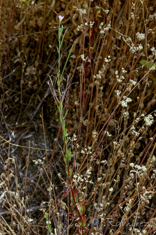 Epilobium tetragonum tournefortii .01